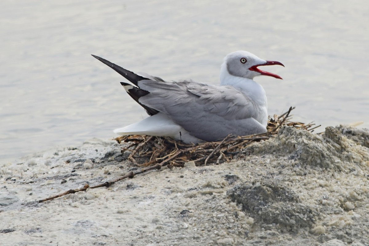 racek šedohlavý - ML645322853