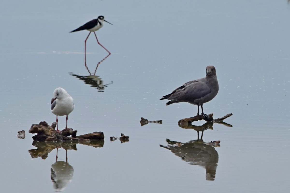 racek tmavý - ML645322862