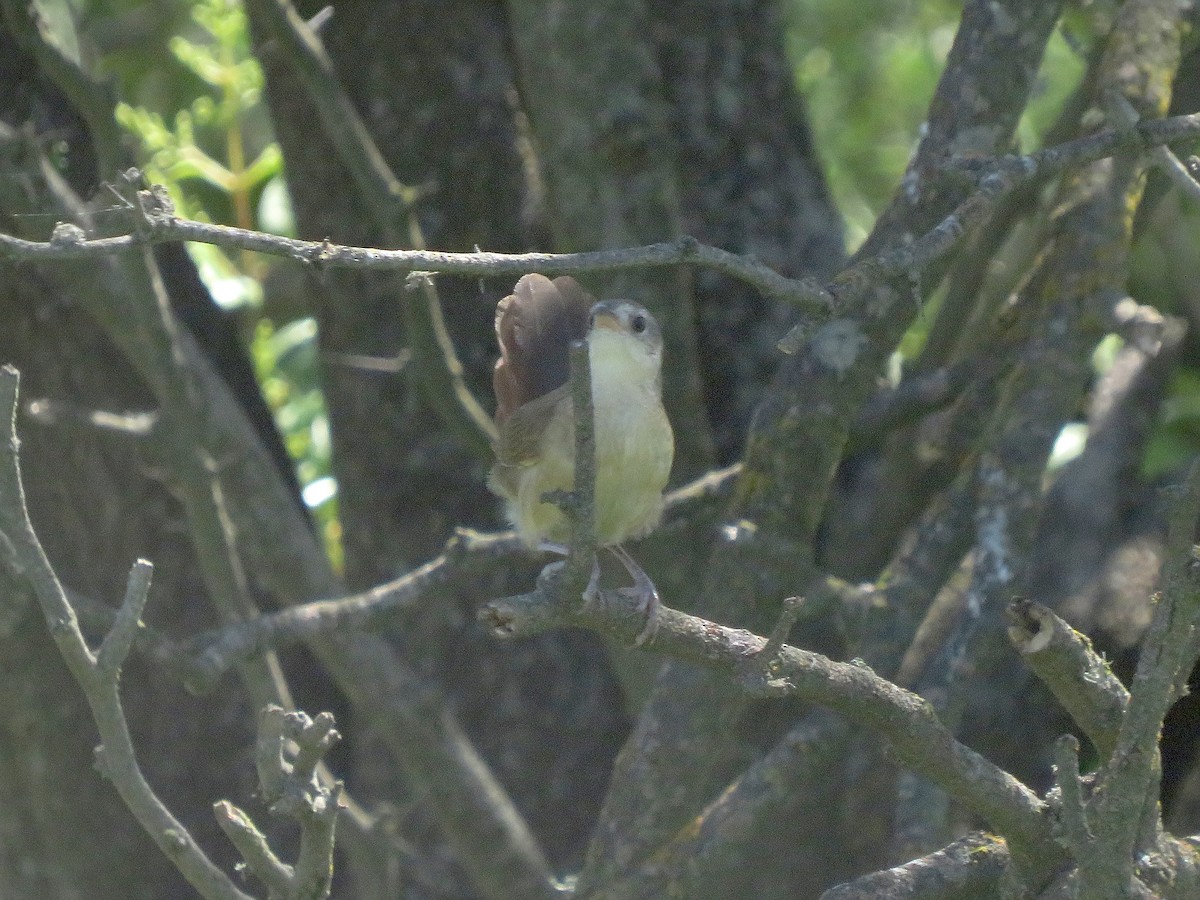 Fleckenbrust-Bündelnister - ML645322867