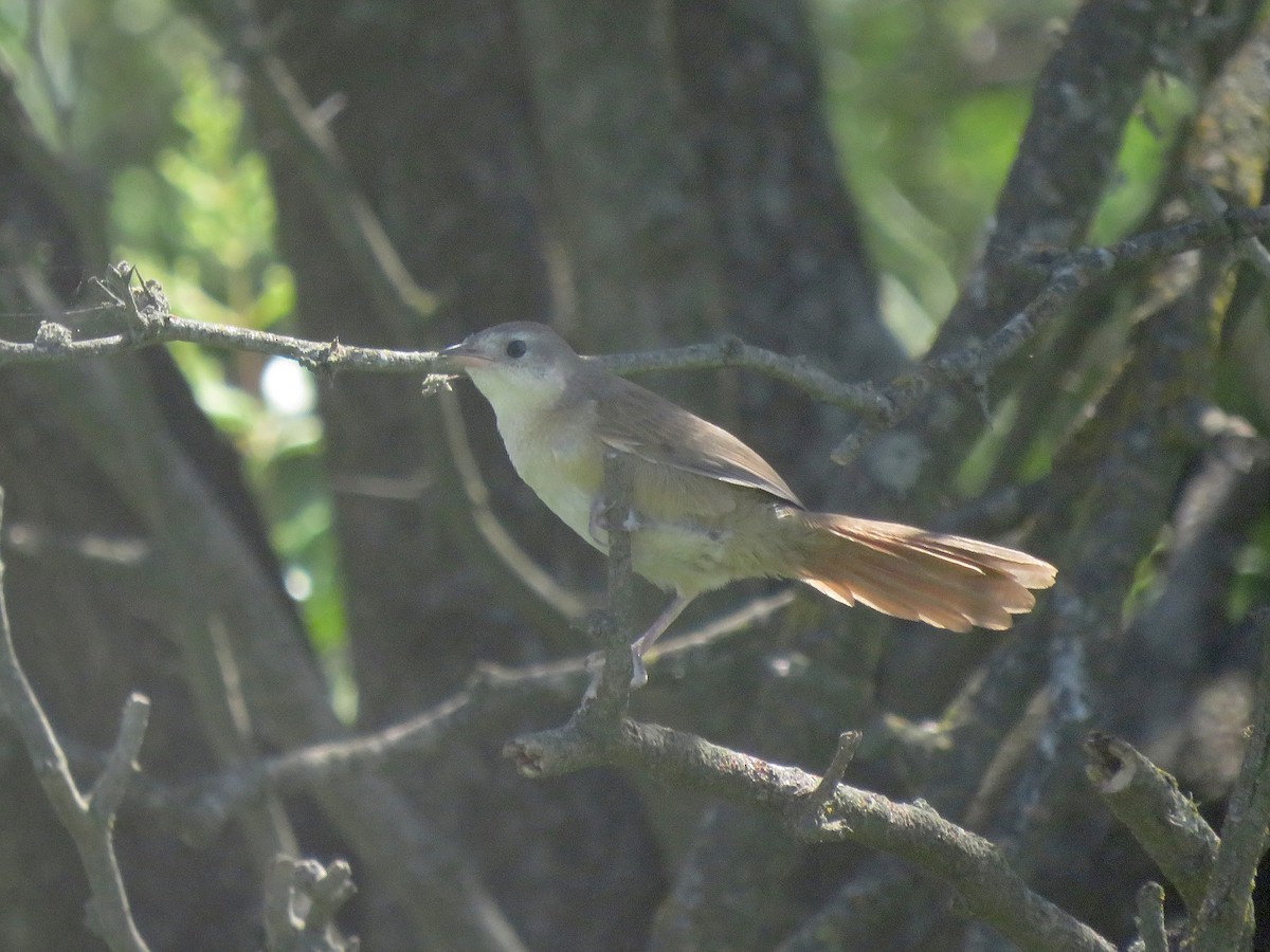 Fleckenbrust-Bündelnister - ML645322871