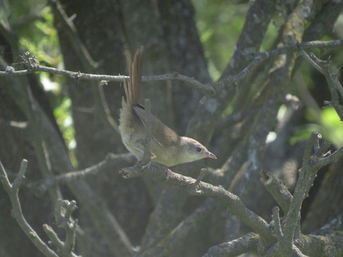 Fleckenbrust-Bündelnister - ML645322872
