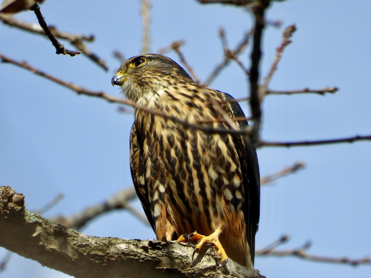 Merlin - ML645322873