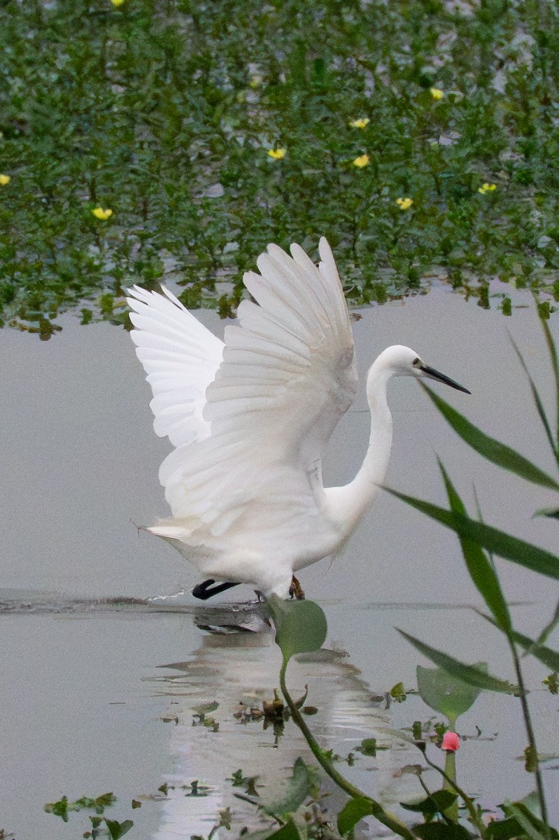 silkehegre - ML645322886