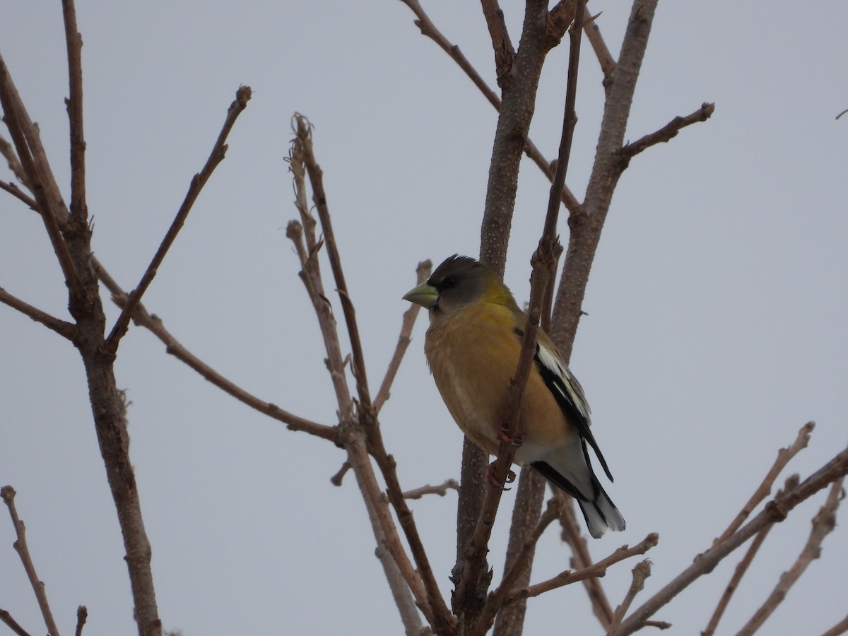 Abendkernbeißer - ML645322894