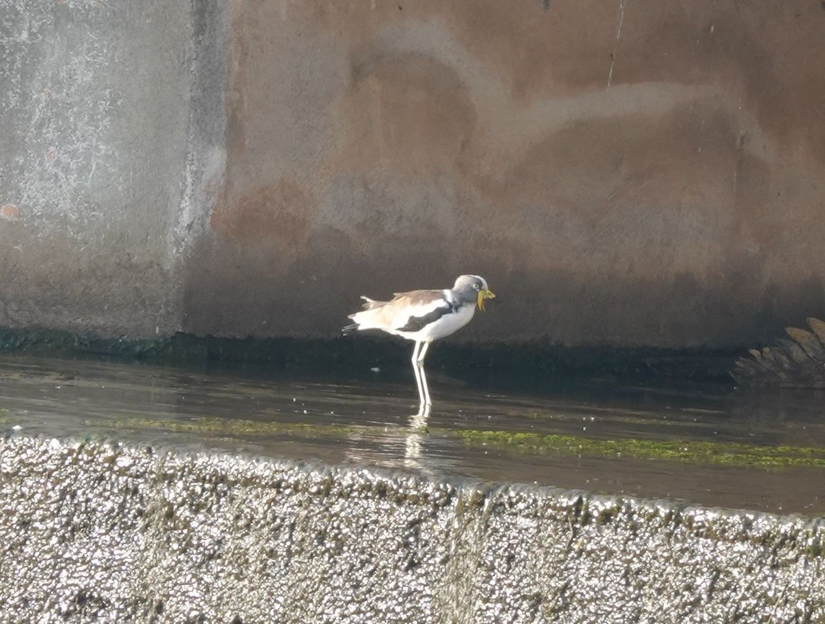 Weißscheitelkiebitz - ML645322895