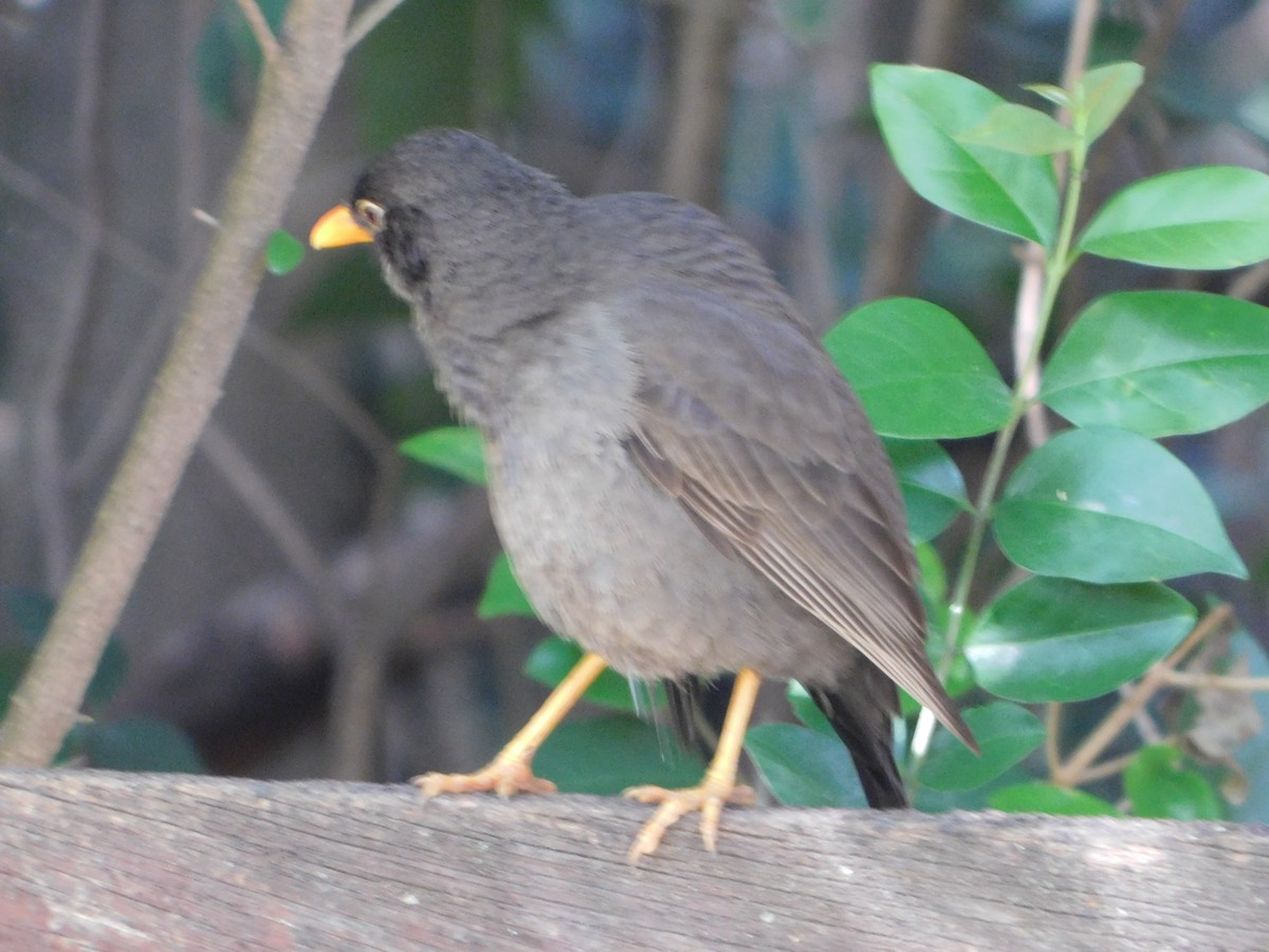 Chiguancodrossel - ML645322899