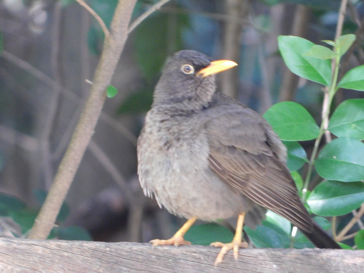 Chiguancodrossel - ML645322900