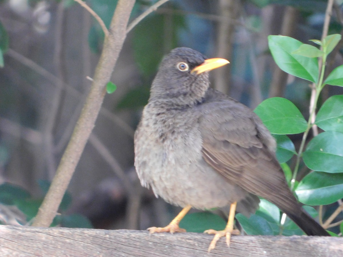 Chiguancodrossel - ML645322901