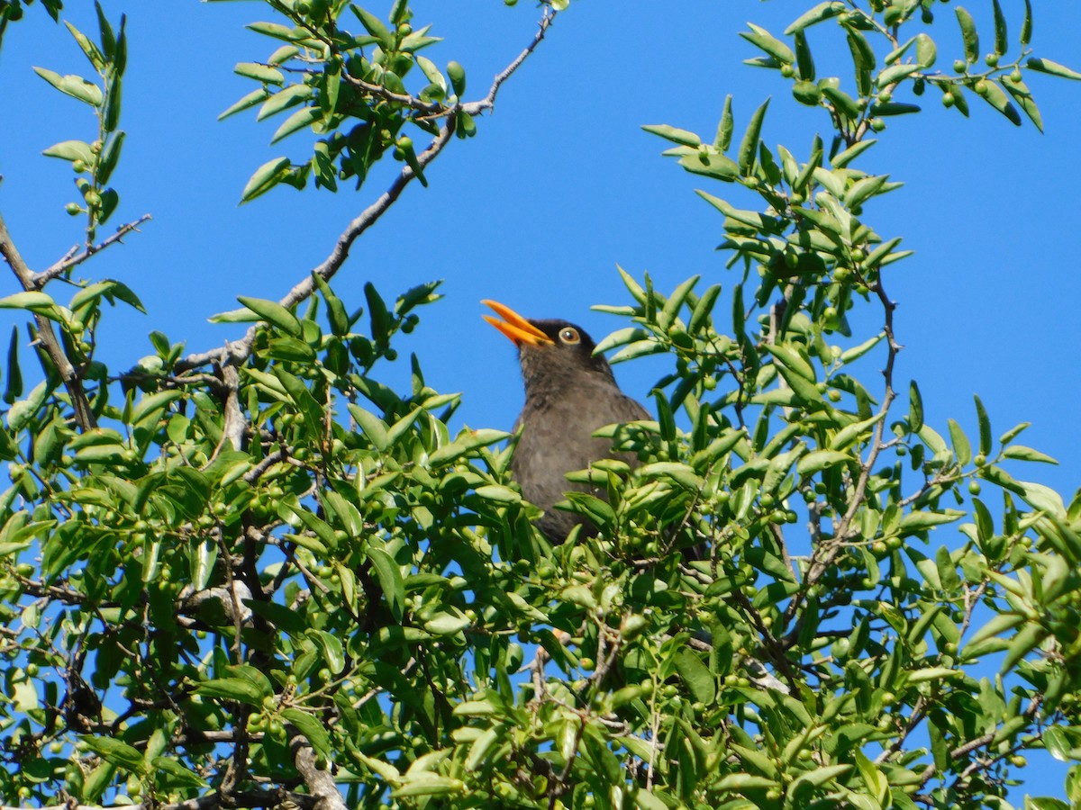 Chiguancodrossel - ML645322902