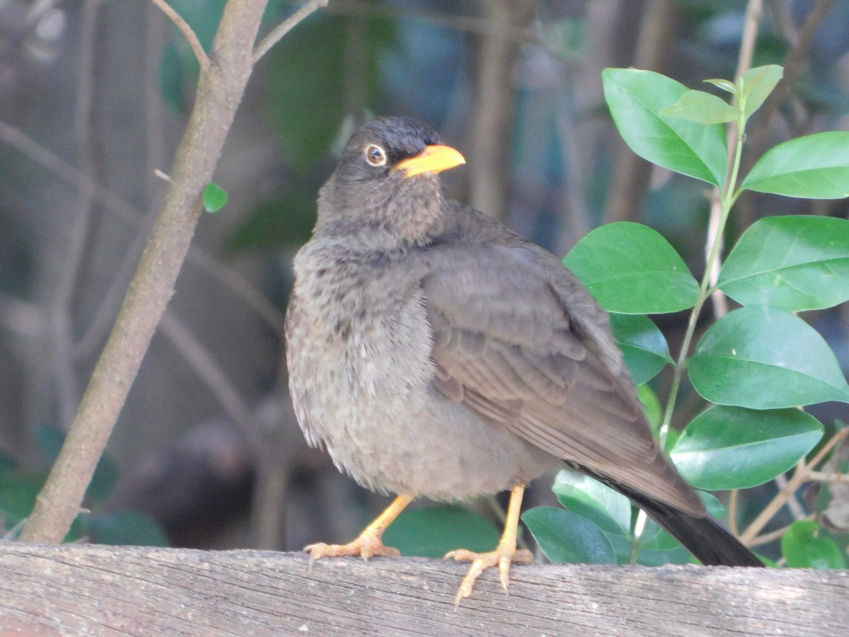 Chiguancodrossel - ML645322903