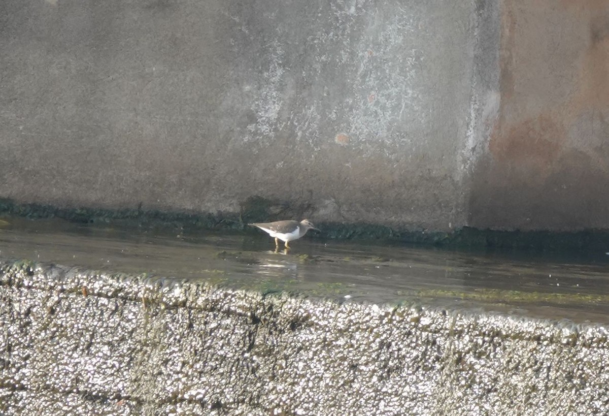 Flussuferläufer - ML645322906