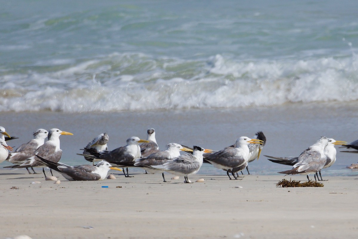 Eilseeschwalbe - ML645322908