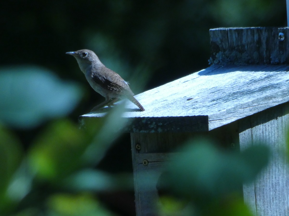 Hauszaunkönig - ML645322909