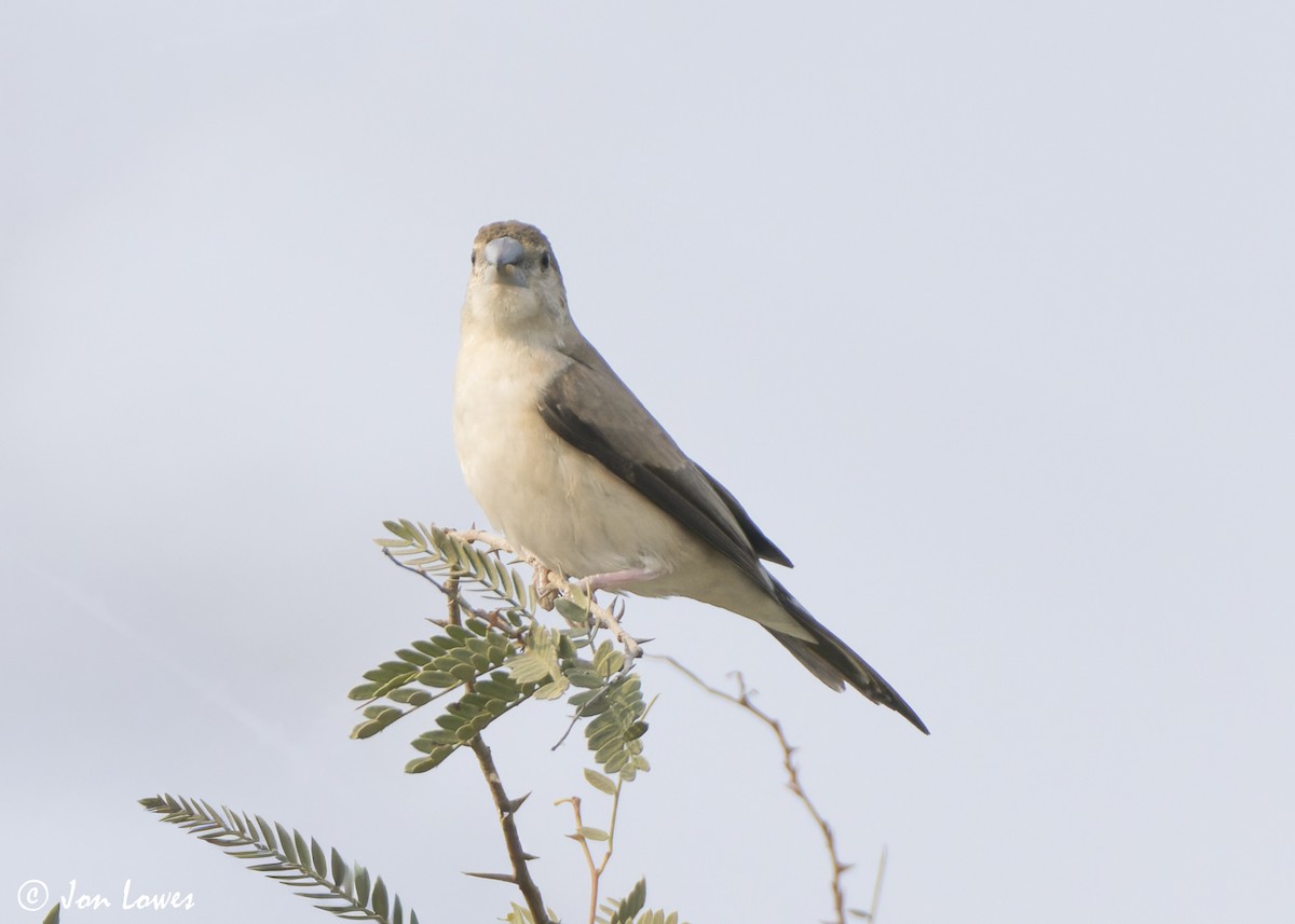 Indiensilberschnabel - ML645322912