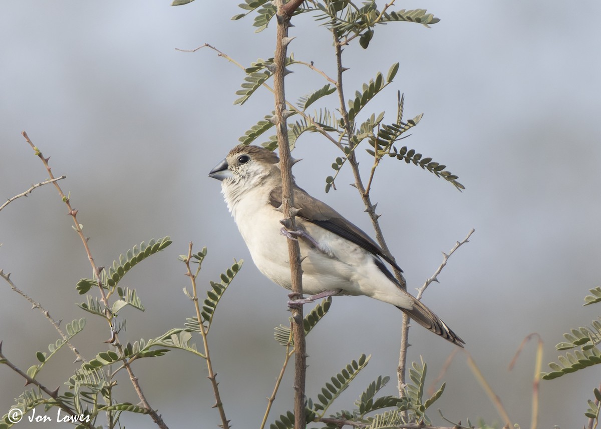 Indiensilberschnabel - ML645322913