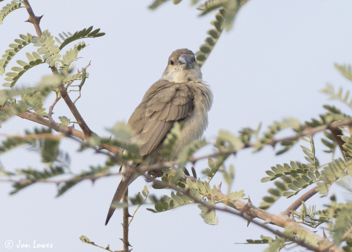 Indiensilberschnabel - ML645322914