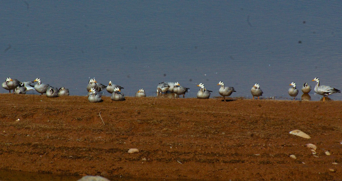 Streifengans - ML645322915