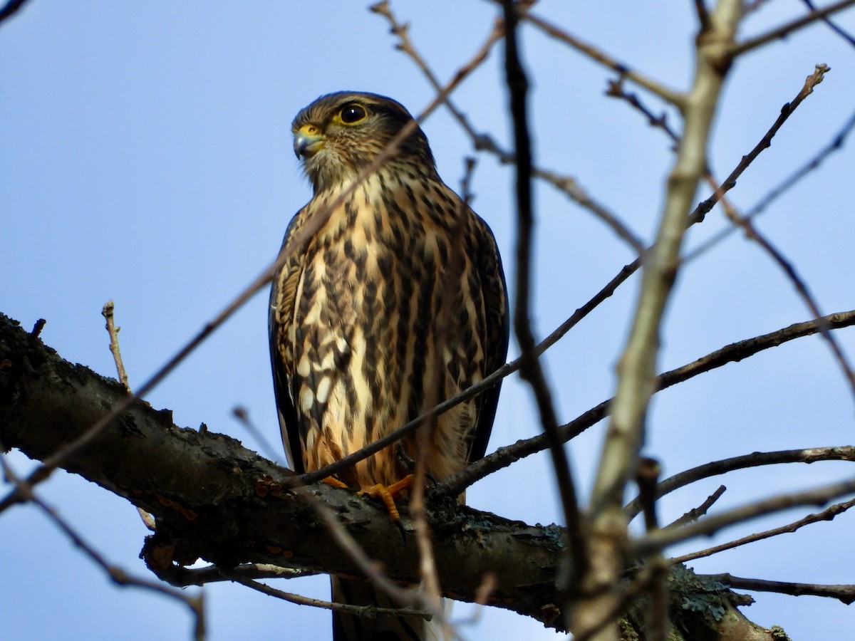 Merlin - ML645322916