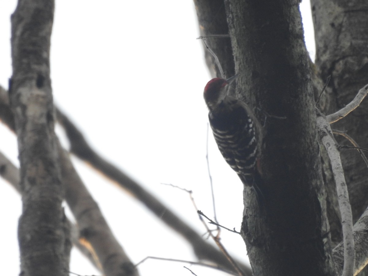 Isabellbrustspecht - ML645322917