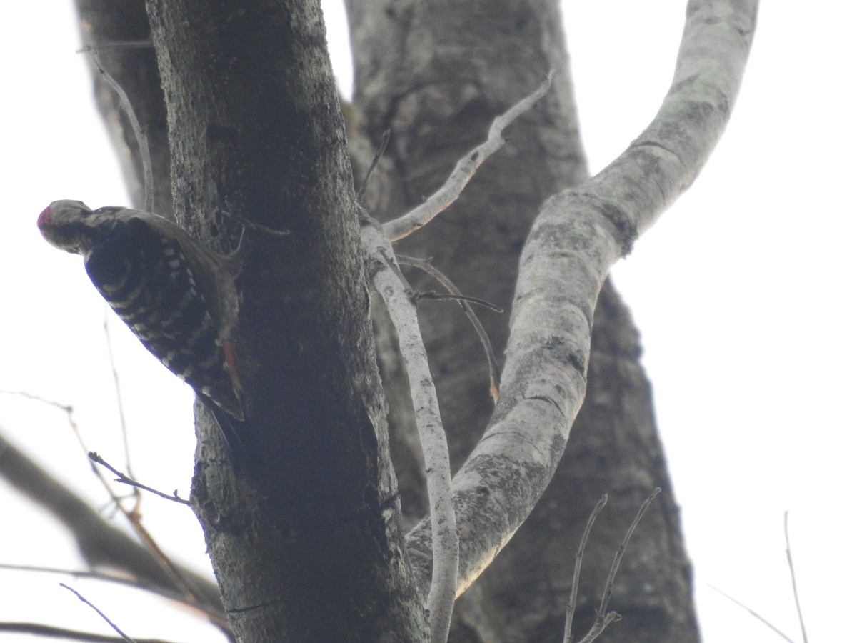 Isabellbrustspecht - ML645322918