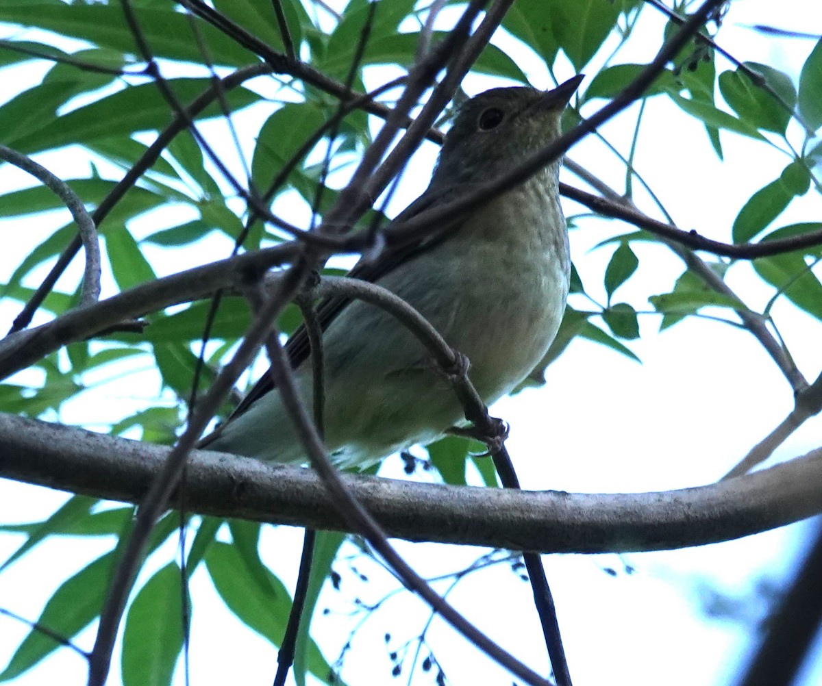 Narzissenschnäpper - ML645322919