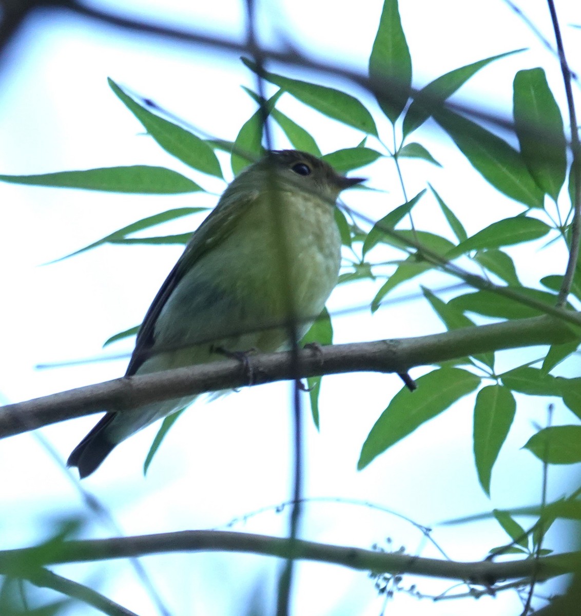 Narzissenschnäpper - ML645322920