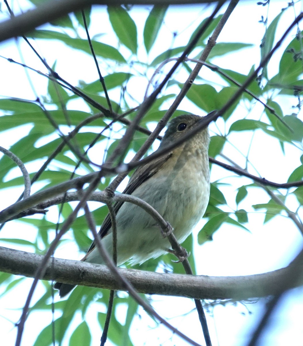 Narzissenschnäpper - ML645322921