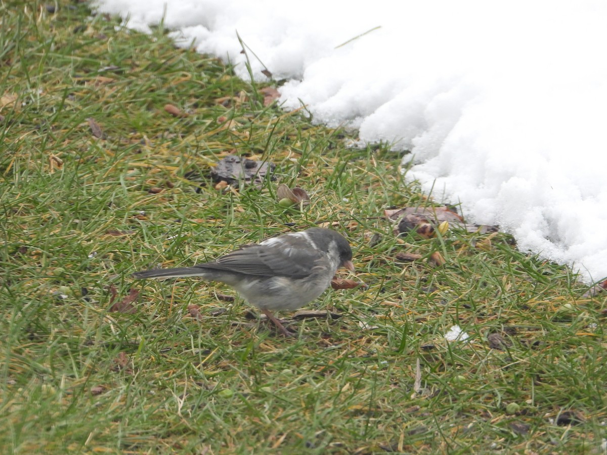 Winterammer - ML645322922