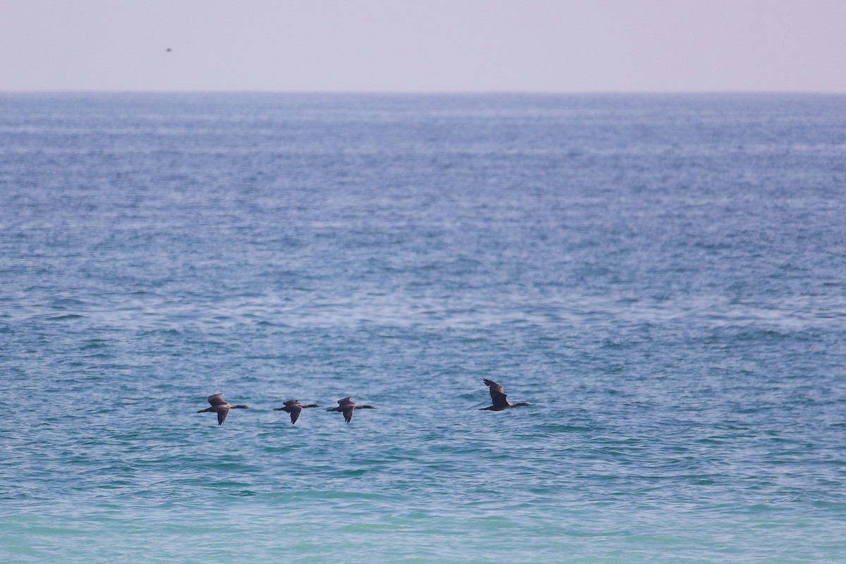 Sokotrascharbe - ML645322927