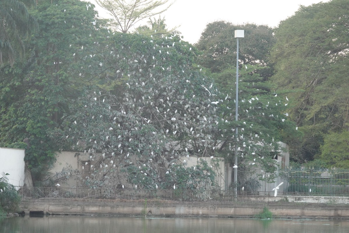 Seidenreiher (garzetta) - ML645322928