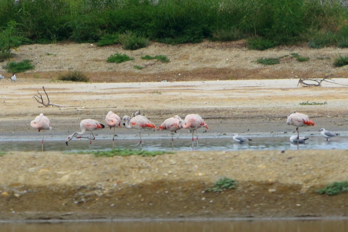 Chileflamingo - ML645322929