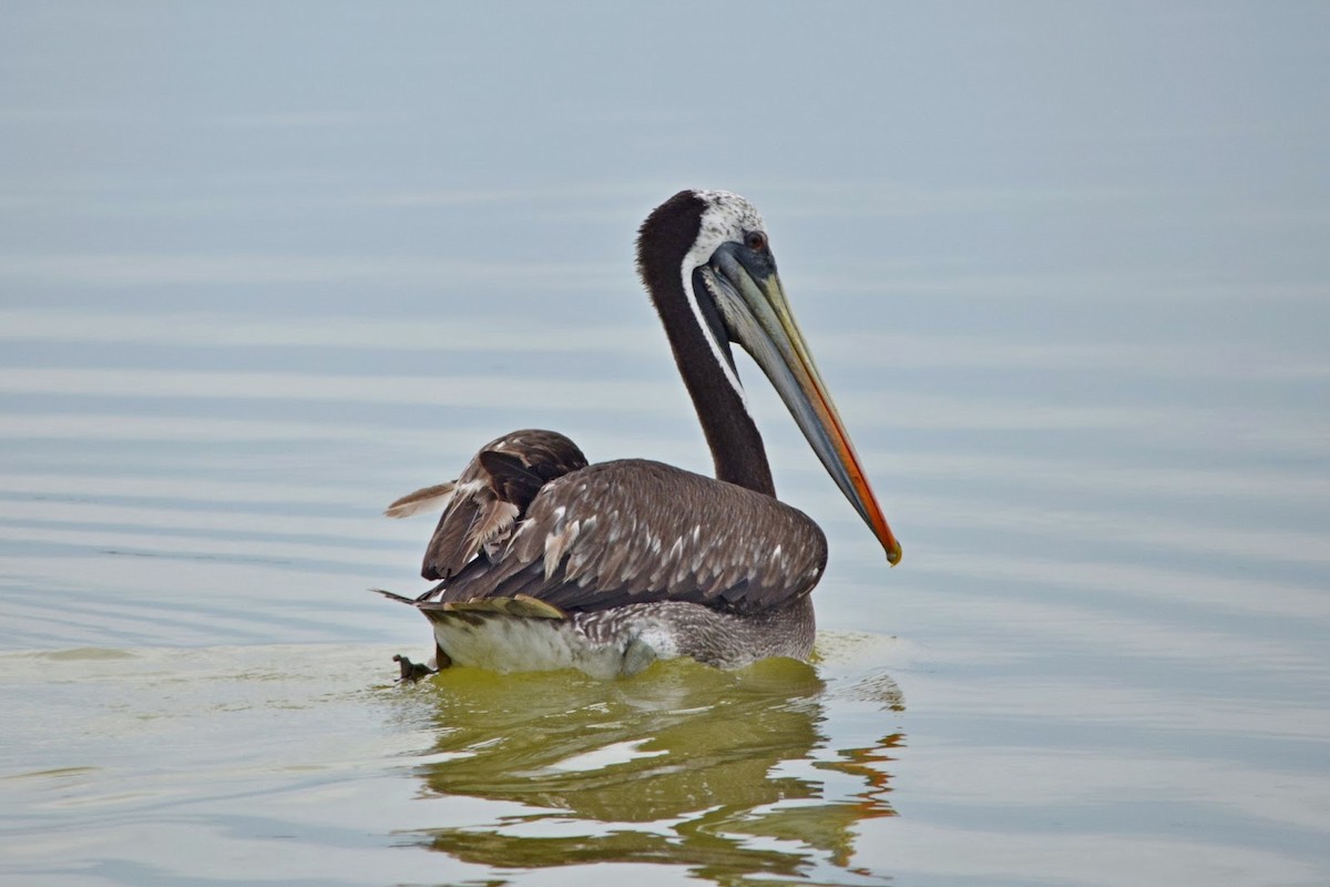 Chileflamingo - ML645322930