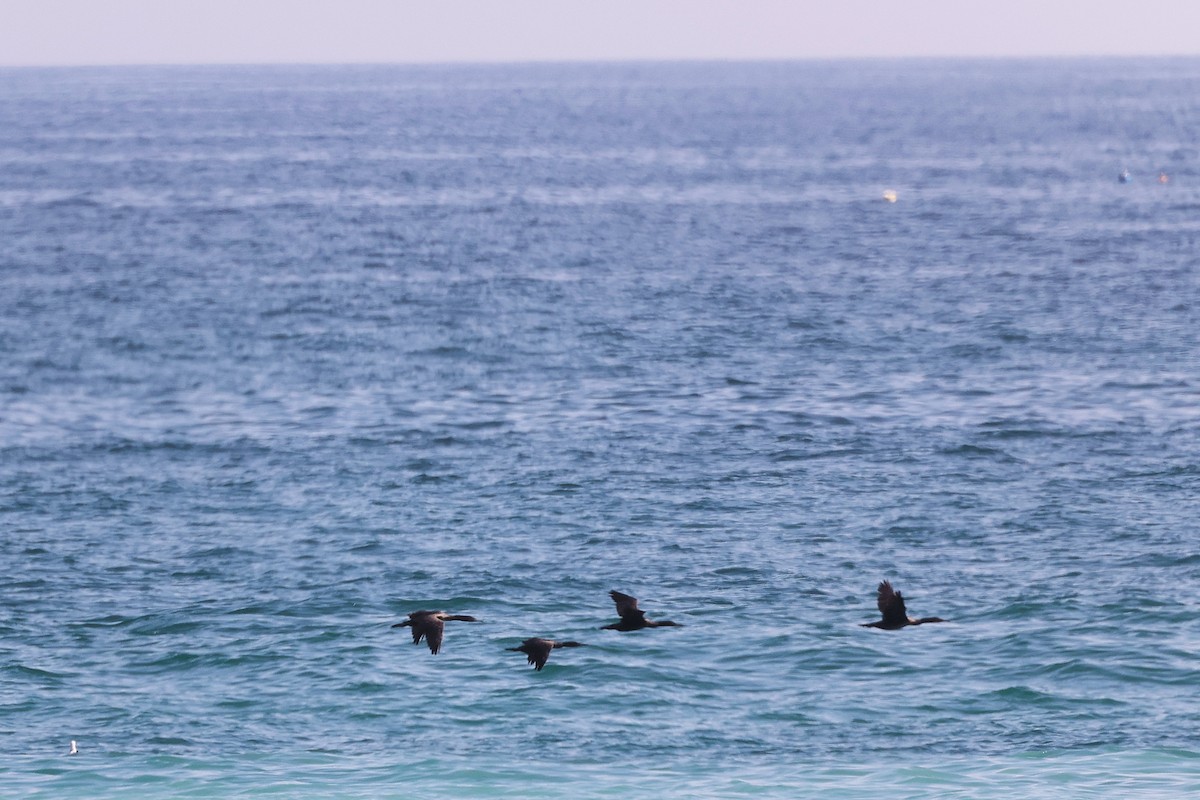 Sokotrascharbe - ML645322931