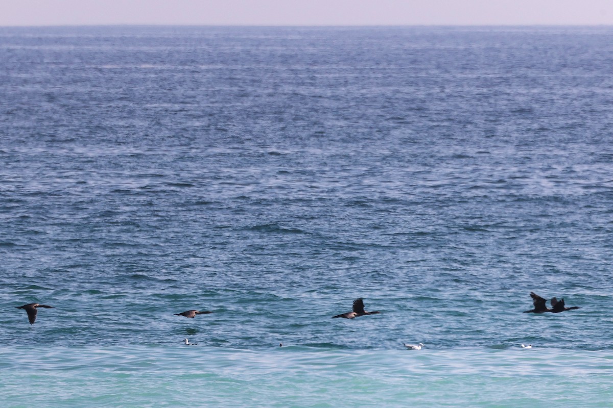 Socotra Cormorant - ML645322933