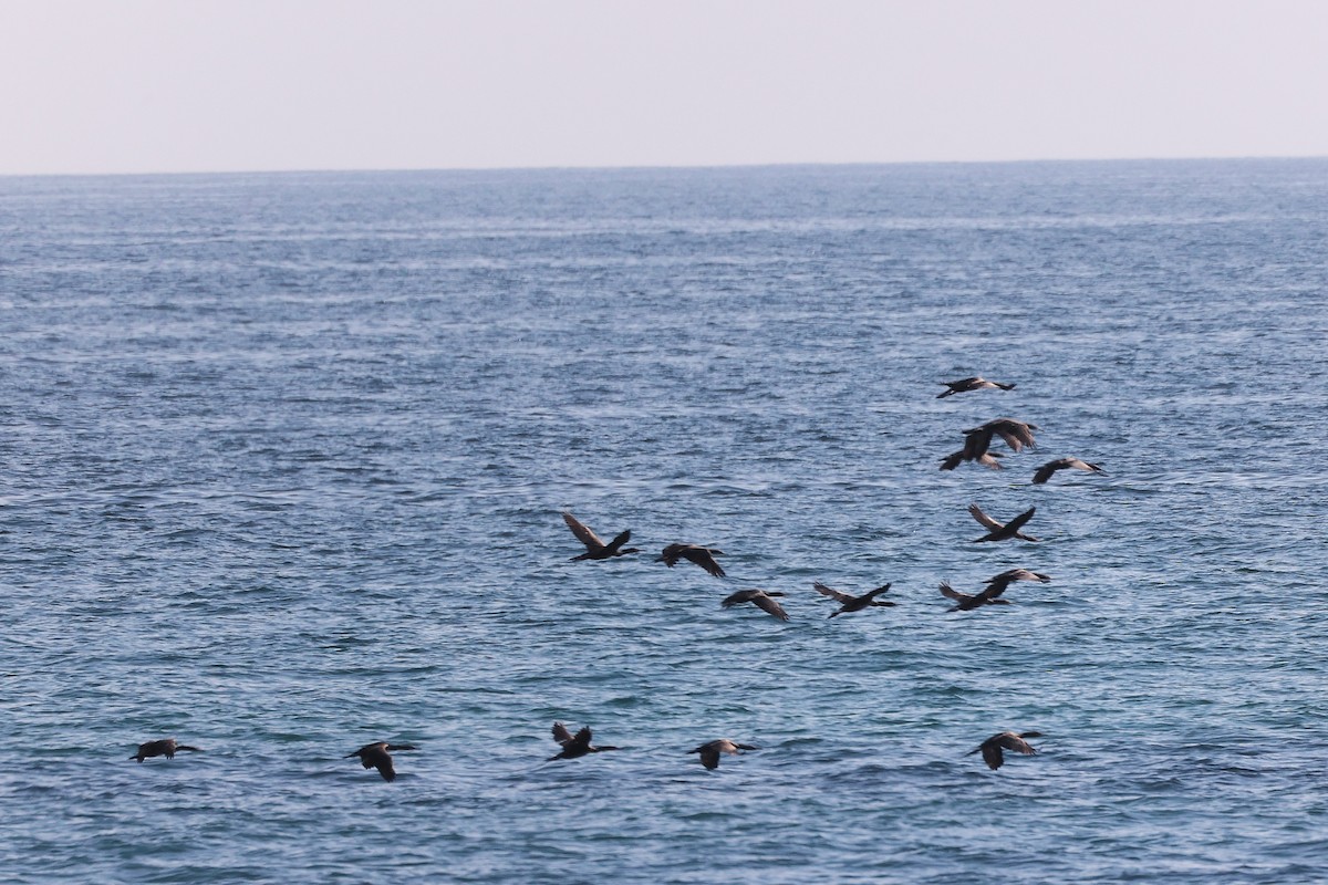 Socotra Cormorant - ML645322936