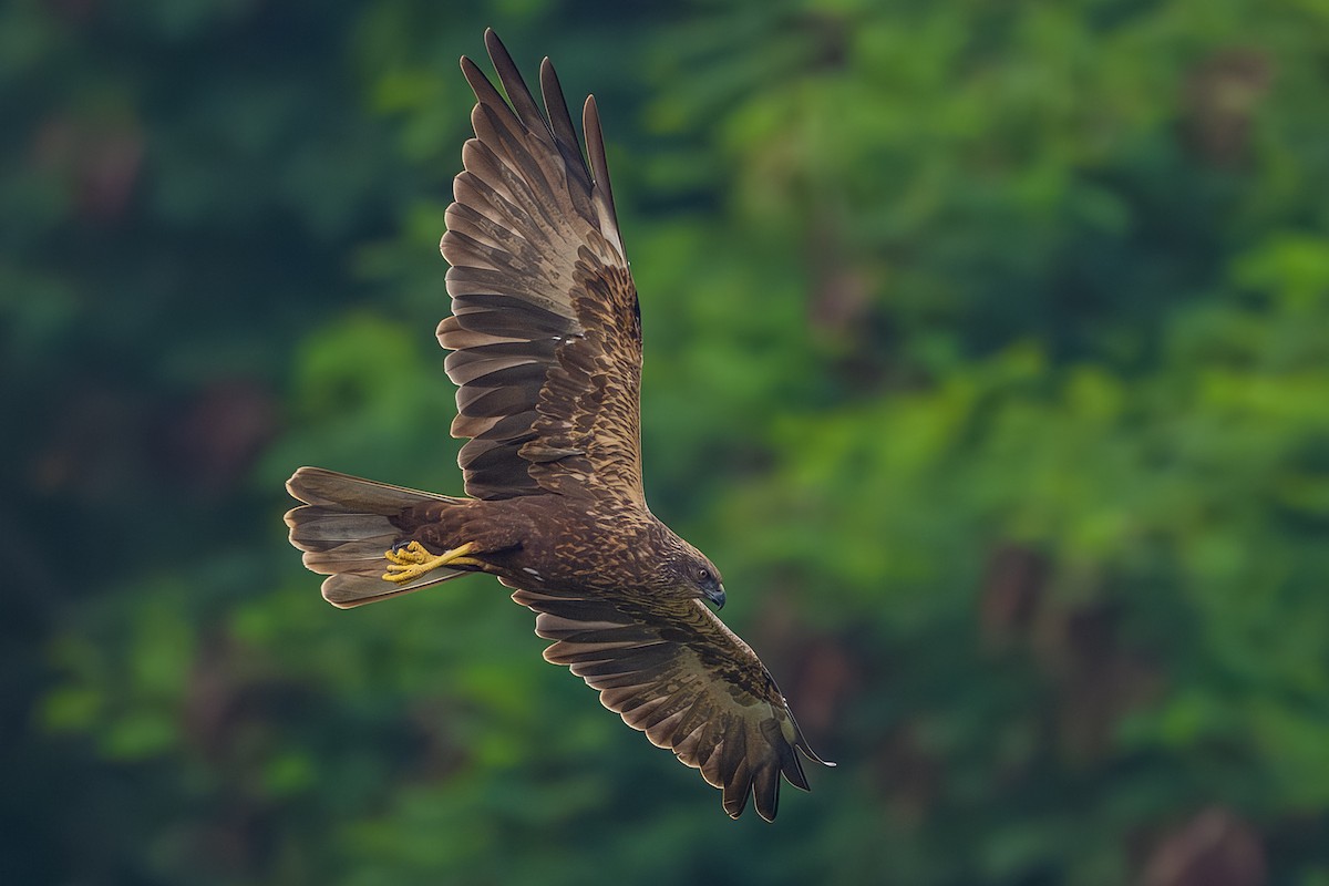 Western Marsh Harrier - ML645322937