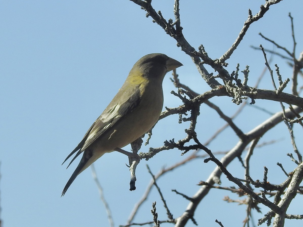 Evening Grosbeak - ML645322938