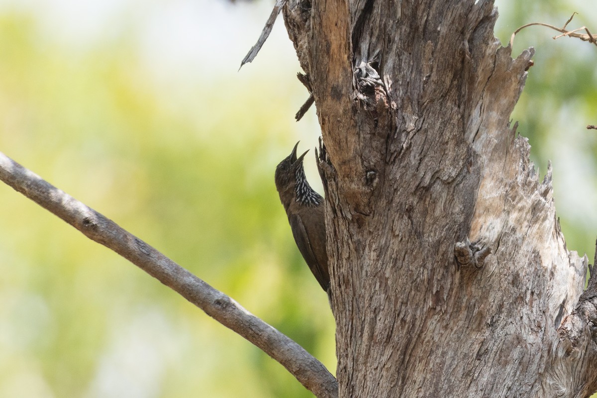 Black-tailed Treecreeper - ML645322939
