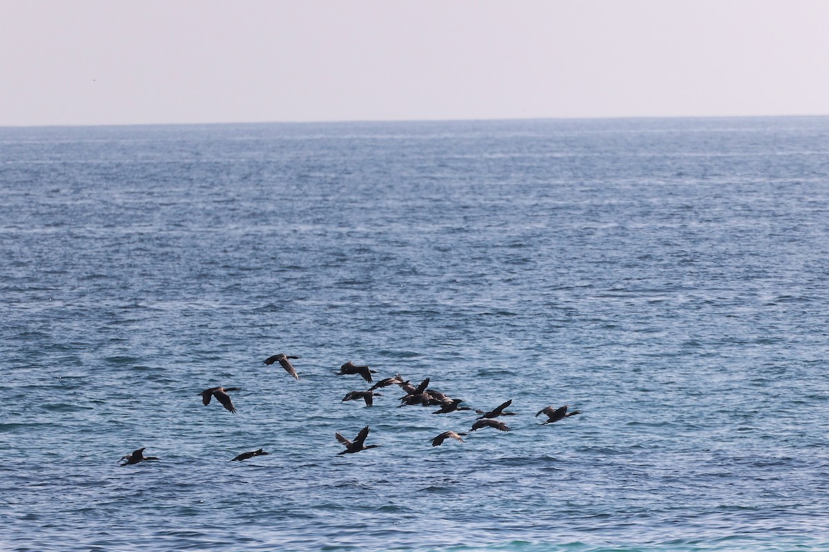 Socotra Cormorant - ML645322940