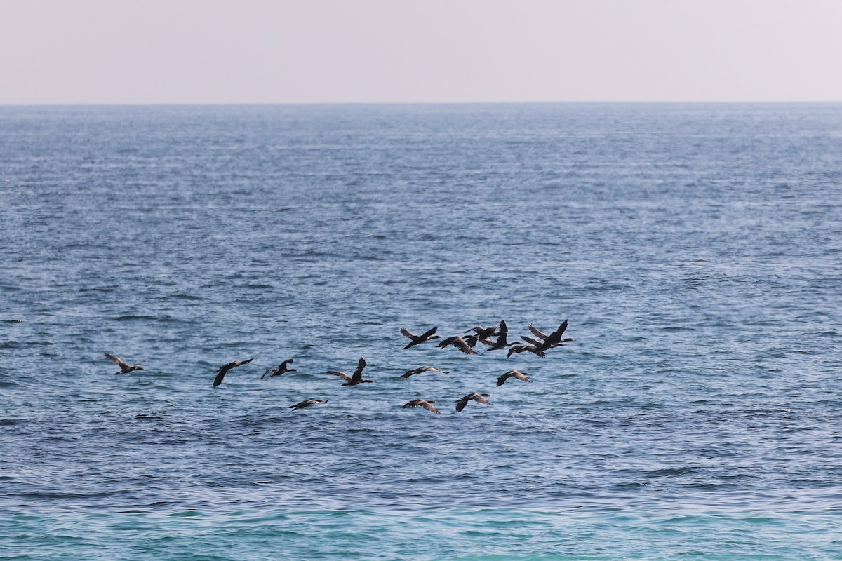 Socotra Cormorant - ML645322941