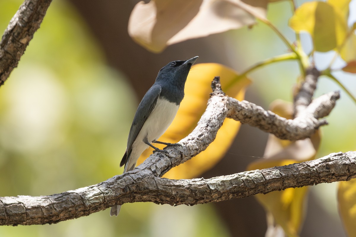 Leaden Flycatcher - ML645322943
