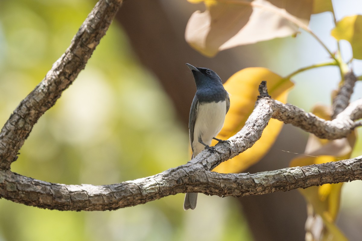 Leaden Flycatcher - ML645322944