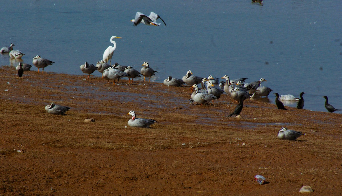 Oie à tête barrée - ML645322945