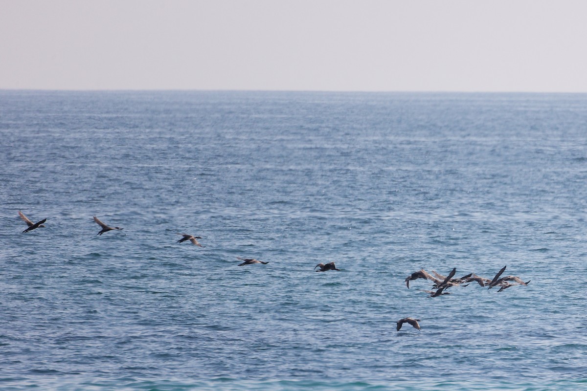 Socotra Cormorant - ML645322947