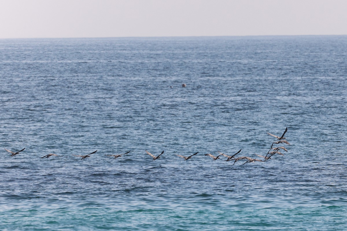 Socotra Cormorant - ML645322951