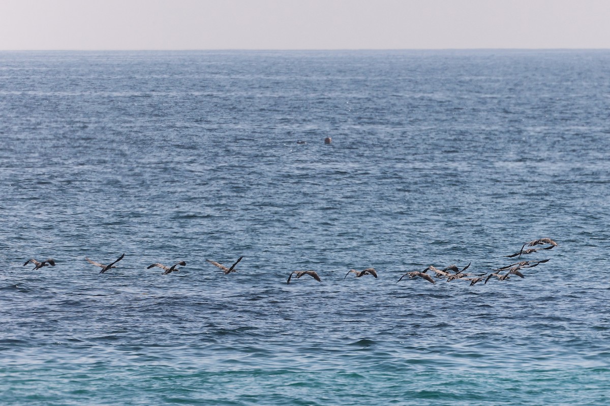 Socotra Cormorant - ML645322952