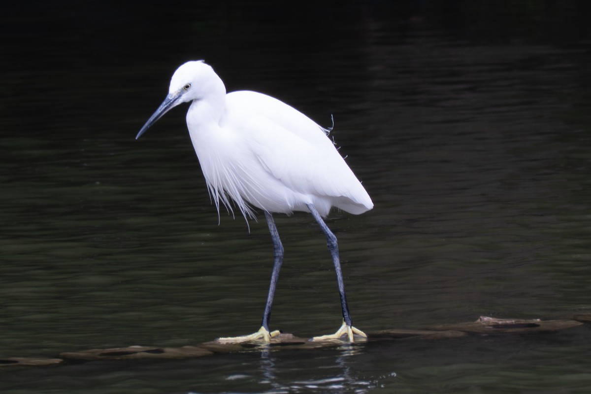 silkehegre - ML645322953