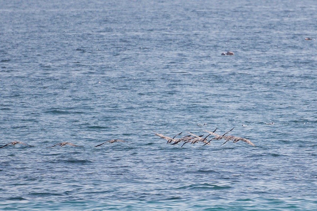 Socotra Cormorant - ML645322954