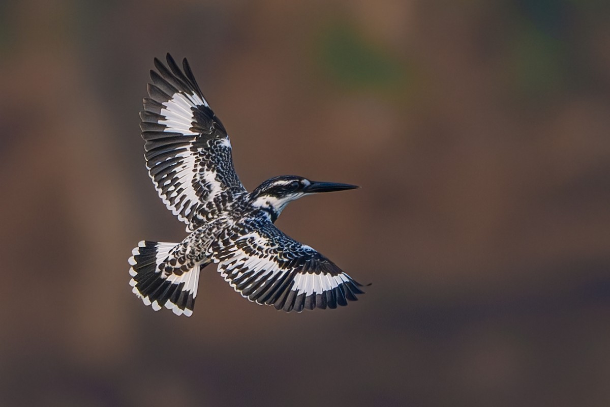 Pied Kingfisher - ML645322955