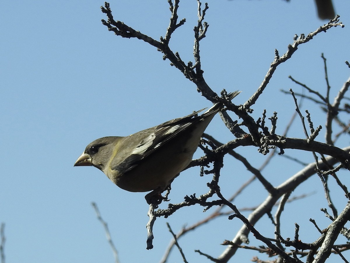 Evening Grosbeak - ML645322956